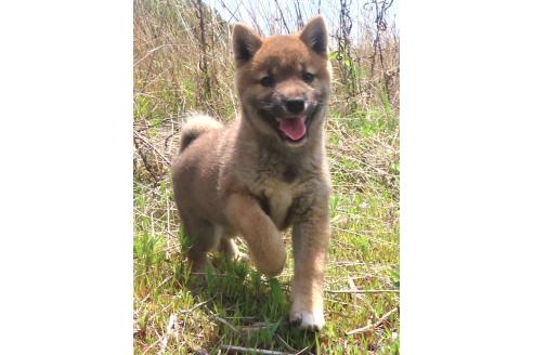 販売中の栃木県の柴犬-396202の5枚目